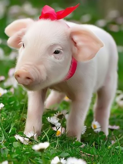 Góc nhìn đẹp hơn về lợn và heo dễ thương