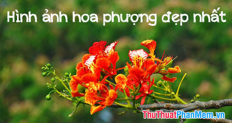 Những khoảnh khắc tuyệt vời của hoa phượng