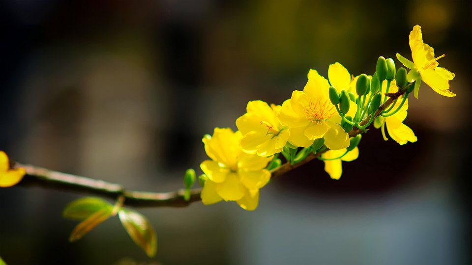 Bộ sưu tập hình ảnh đẹp nhất về hoa Mai