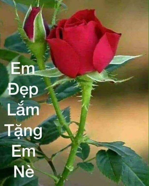 Meme vô cùng dễ thương - Tổng hợp những hình ảnh hài hước về vẻ đẹp đỉnh cao