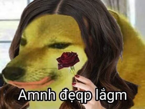 Meme vô cùng dễ thương - Tổng hợp những hình ảnh hài hước về vẻ đẹp đỉnh cao
