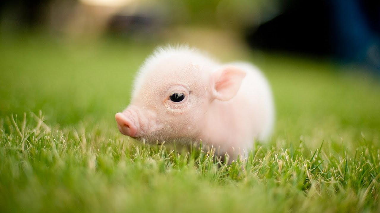Góc nhìn đẹp hơn về lợn và heo dễ thương