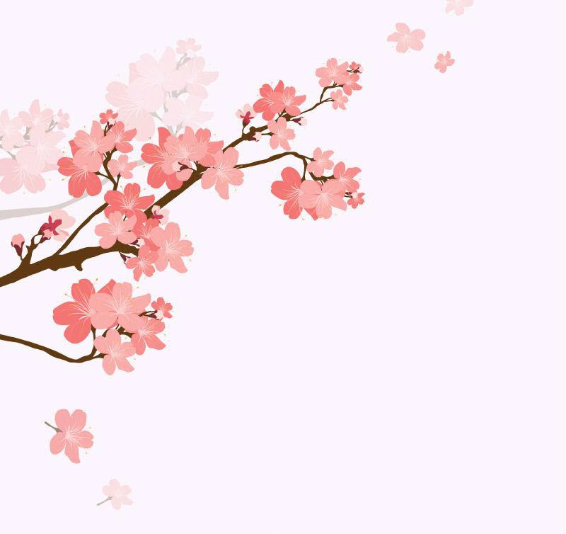 Hình Nền Hoa Anh đào Nền Tải Về Miễn Phí, Hình ảnh mùa xuân, cánh hoa, nền  hoa anh đào Sáng Tạo Từ Lovepik