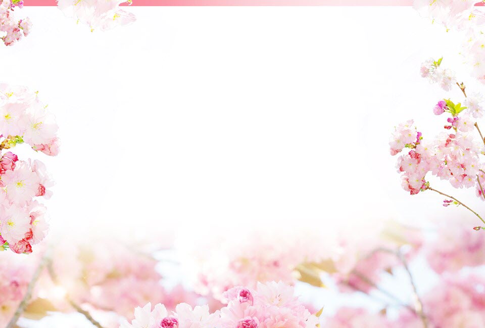 Hoa anh đào rơi Banner, Hoa, Hoa Anh đào., Hồng., Hình nền | Rose  background, Flower backgrounds, Twitter header pictures