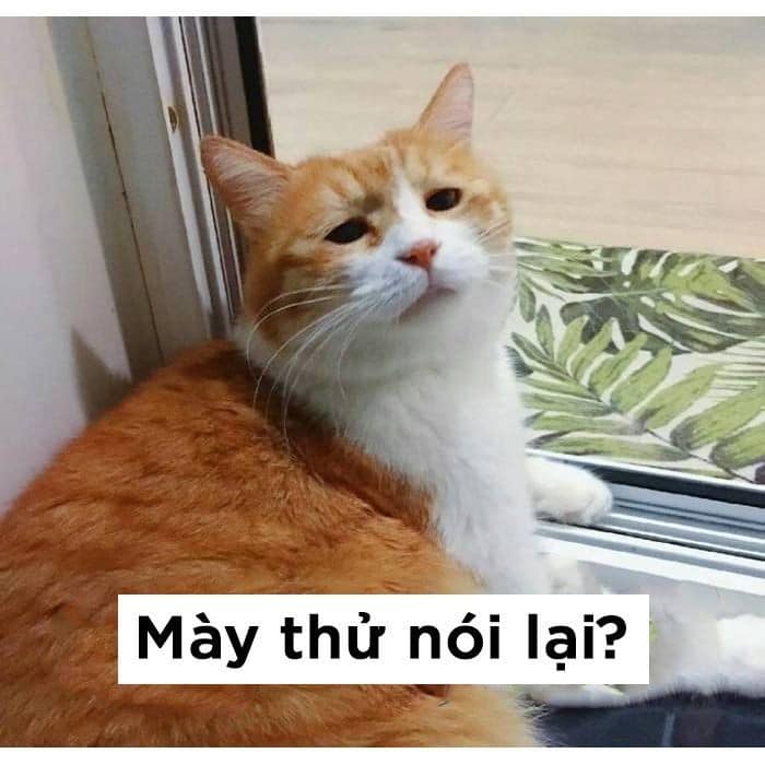 Meme Mèo Tuyển Chọn, Hài Hước Tột Bậc