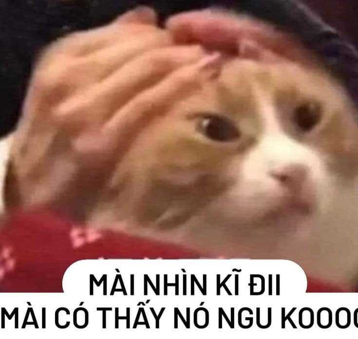 Meme Mèo Tuyển Chọn, Hài Hước Tột Bậc