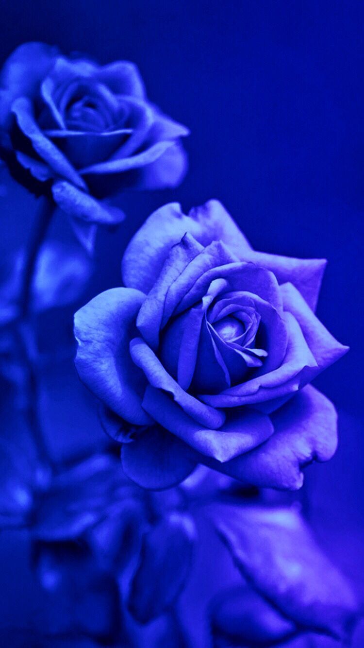 Hình nền hoa hồng xanh đẹp nhất | Hoa hồng xanh, Hình nền hoa, Ảnh tường  cho điện thoại