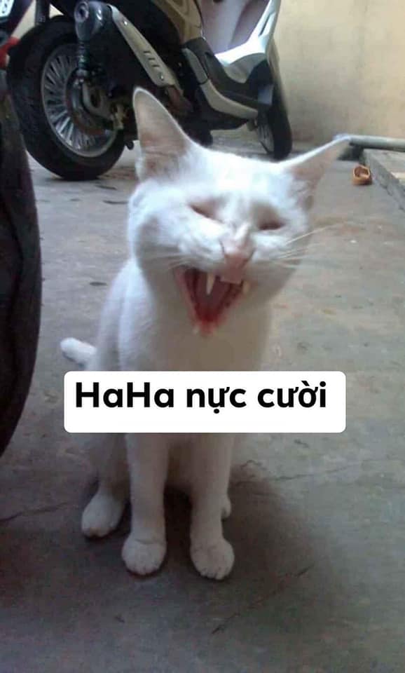 Meme Mèo Tuyển Chọn, Hài Hước Tột Bậc