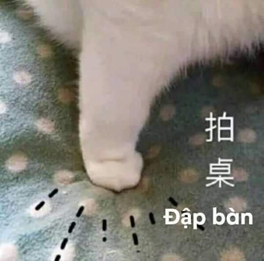 Meme Mèo Tuyển Chọn, Hài Hước Tột Bậc