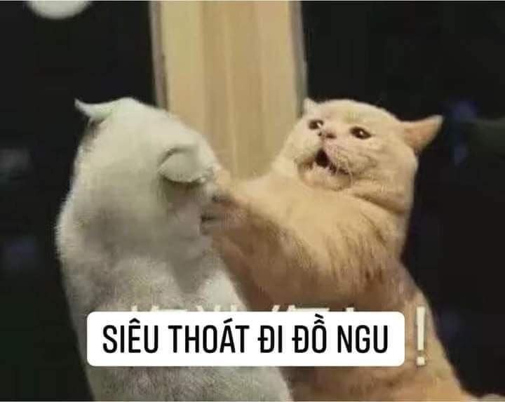 Meme Mèo Tuyển Chọn, Hài Hước Tột Bậc