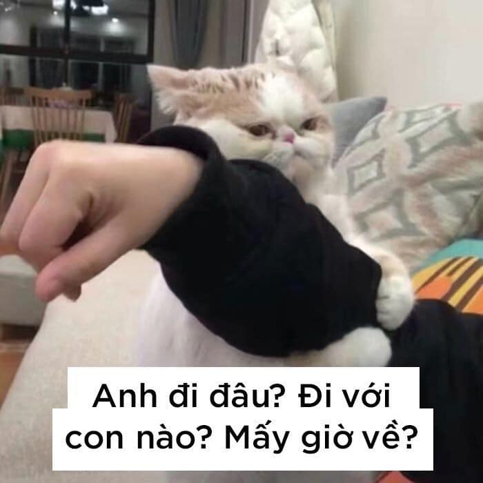 Meme Mèo Tuyển Chọn, Hài Hước Tột Bậc