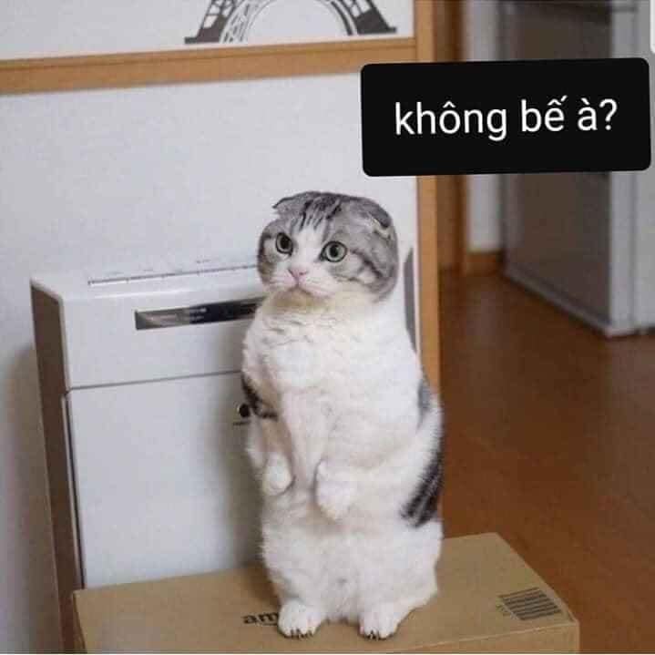 Meme Mèo Tuyển Chọn, Hài Hước Tột Bậc