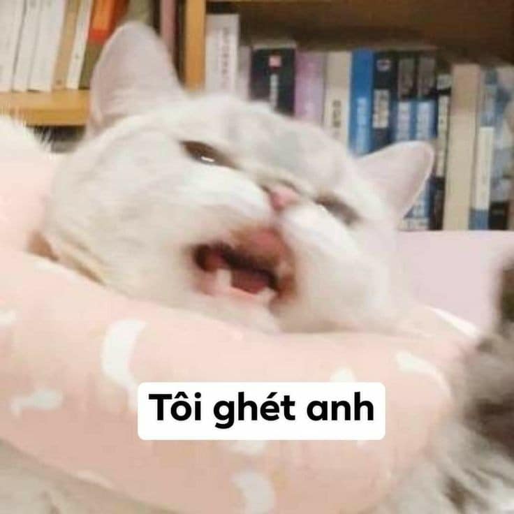 Meme Mèo Tuyển Chọn, Hài Hước Tột Bậc