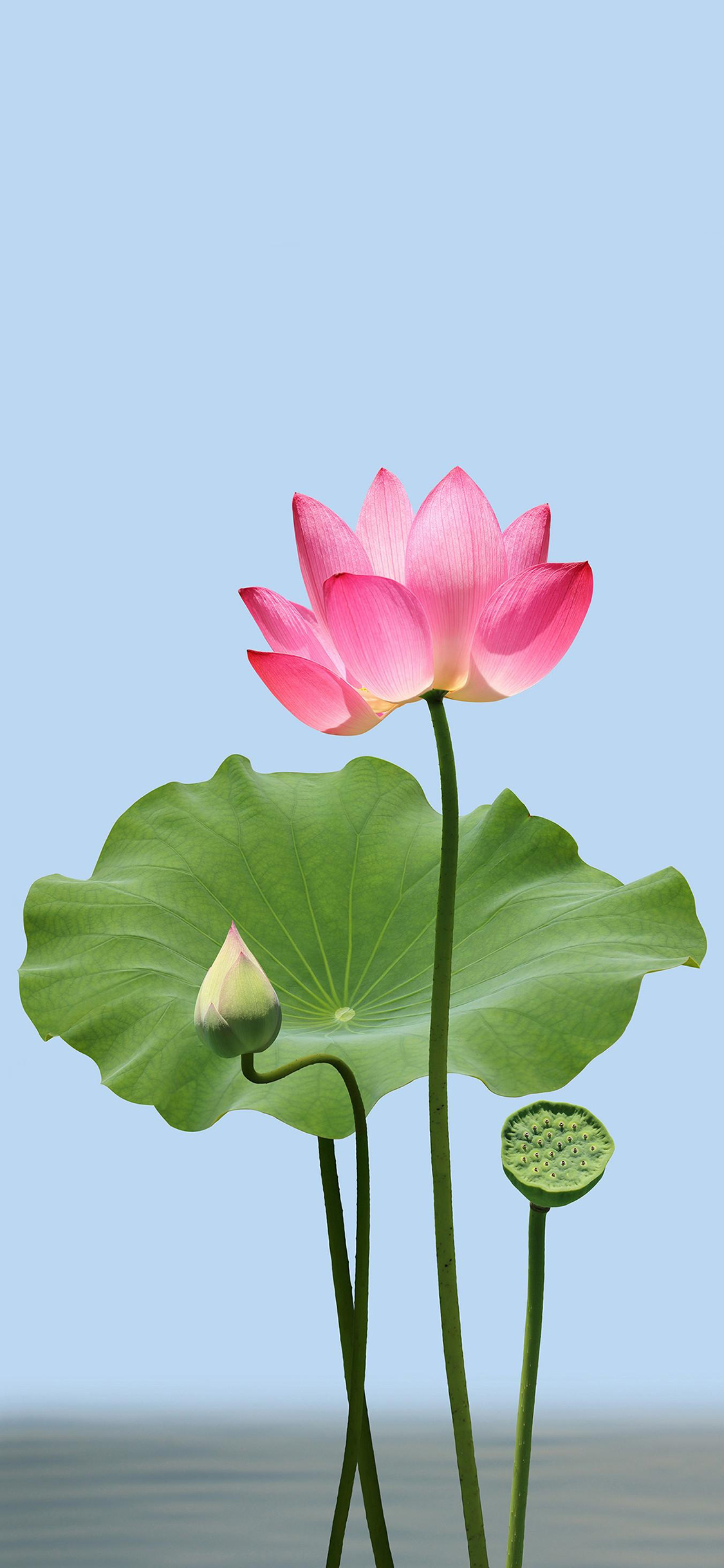 Hình nền hoa sen cực đẹp cho iPhone | Hoa sen, Hình nền hoa, Thực vật