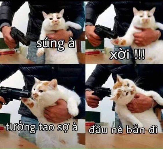 Meme Mèo Tuyển Chọn, Hài Hước Tột Bậc