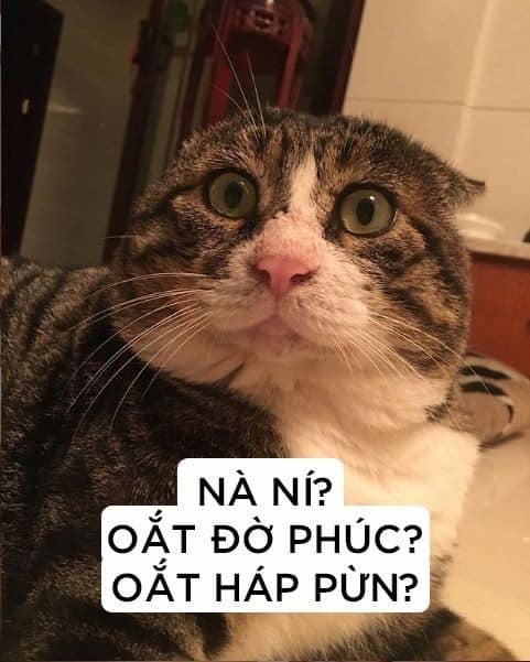 Meme Mèo Tuyển Chọn, Hài Hước Tột Bậc