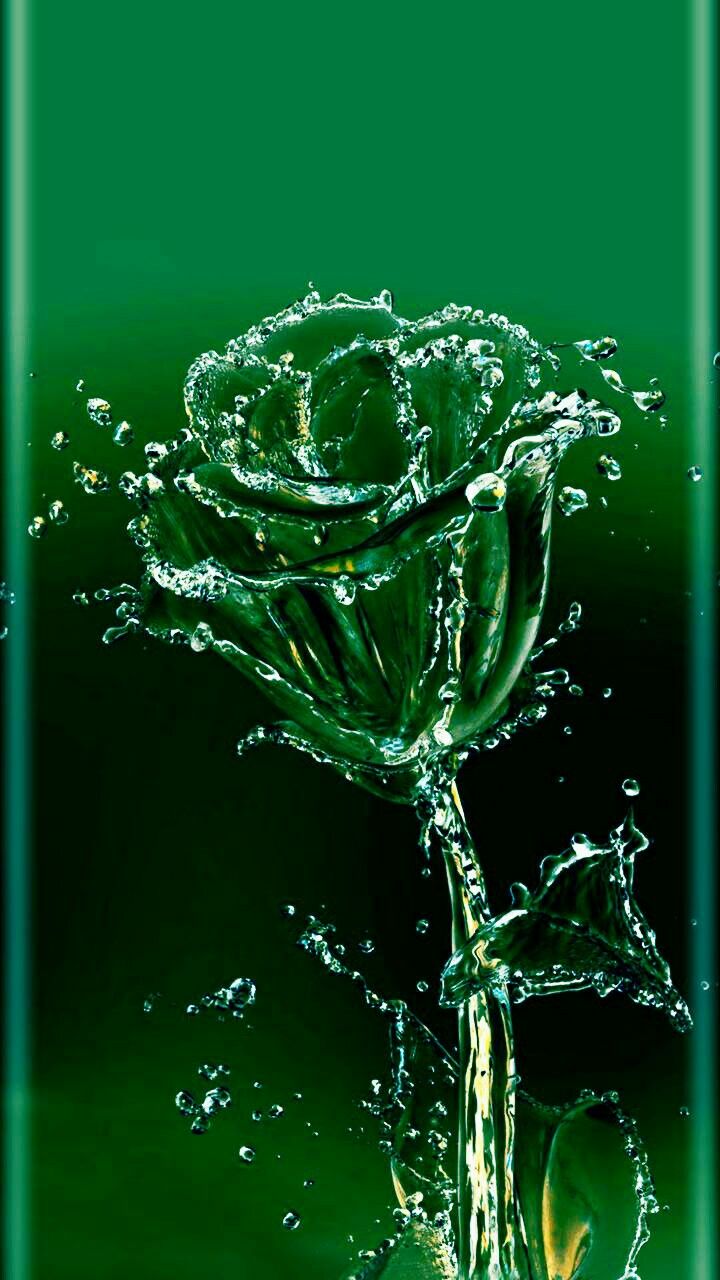 Hình nền hoa hồng xanh đẹp đến tuyệt vời