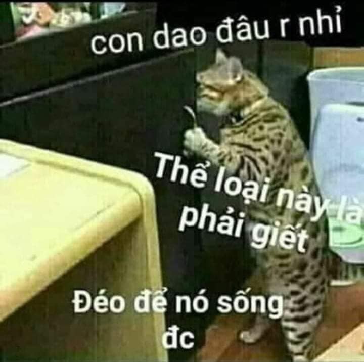 Meme Mèo Tuyển Chọn, Hài Hước Tột Bậc