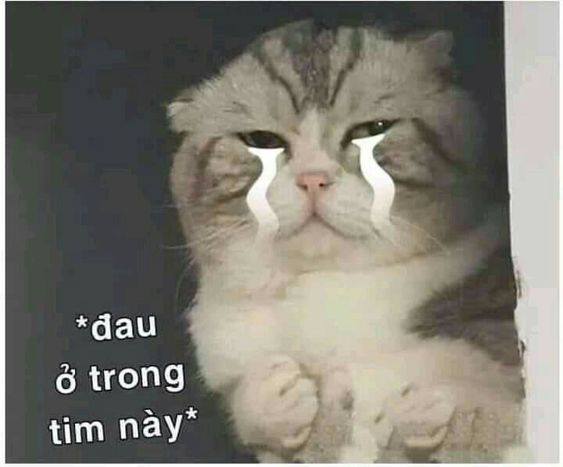 Meme Mèo Tuyển Chọn, Hài Hước Tột Bậc