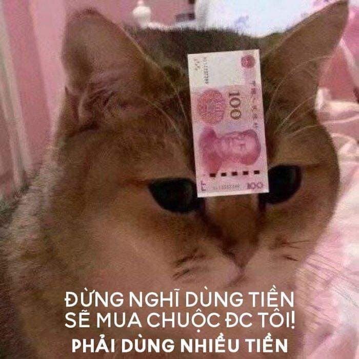 Meme Mèo Tuyển Chọn, Hài Hước Tột Bậc