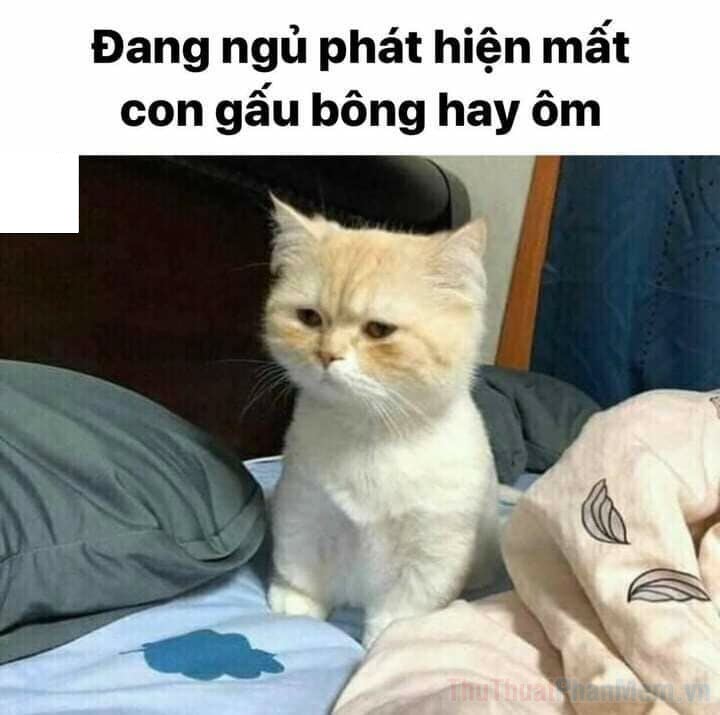 Meme Mèo Tuyển Chọn, Hài Hước Tột Bậc