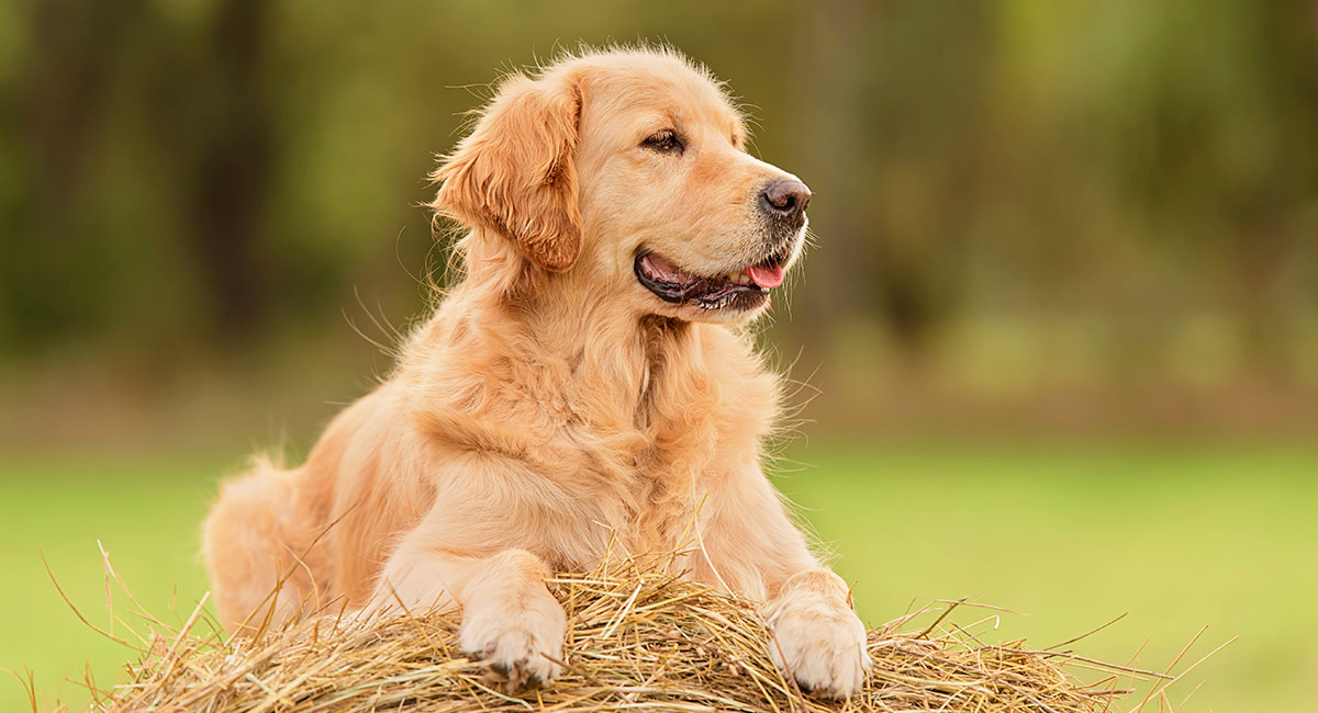 Bộ sưu tập hình ảnh chó Golden - Đỉnh cao về đẹp của giống chó này