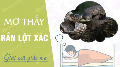 Mơ Thấy Rắn Lột Xác Đánh Con Gì