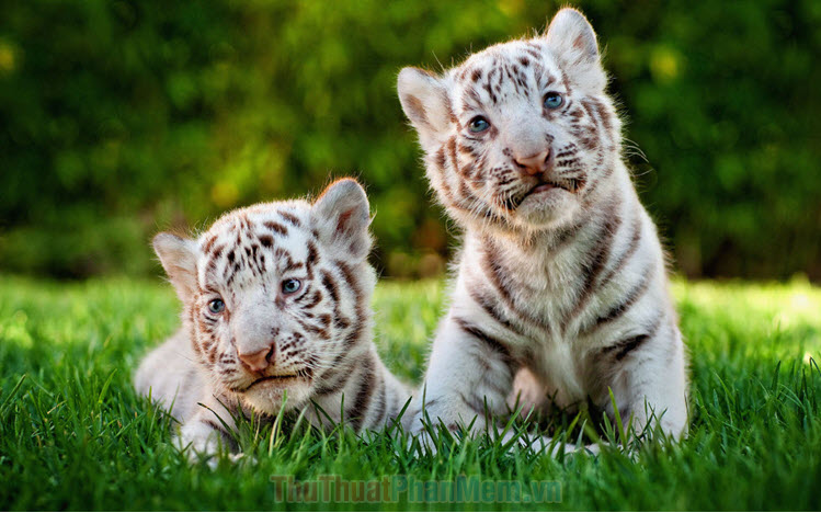 100+ hình ảnh con hổ trắng đẹp,3d, chất ngầu nhất hiện nay - ALONGWALKER