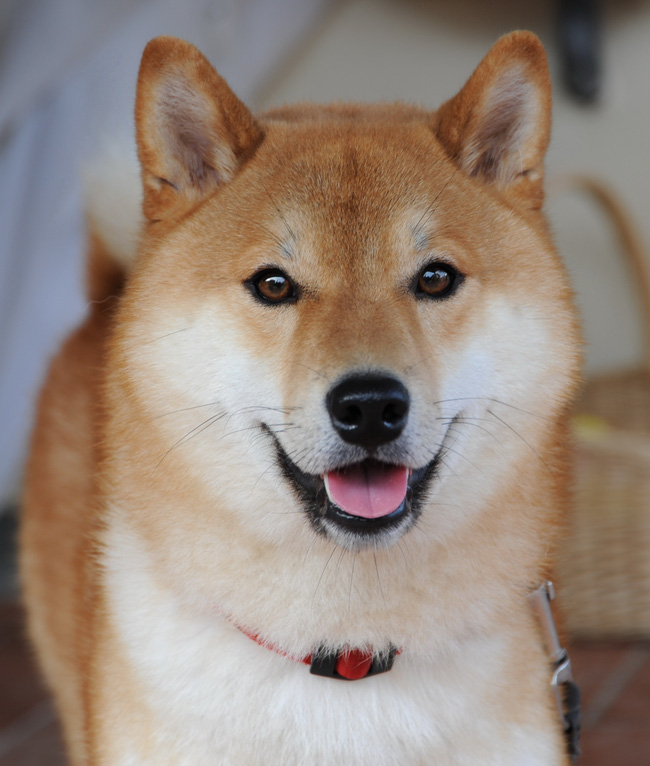 Chú chó Shiba Inu đẹp trai, vui tính được mệnh danh 