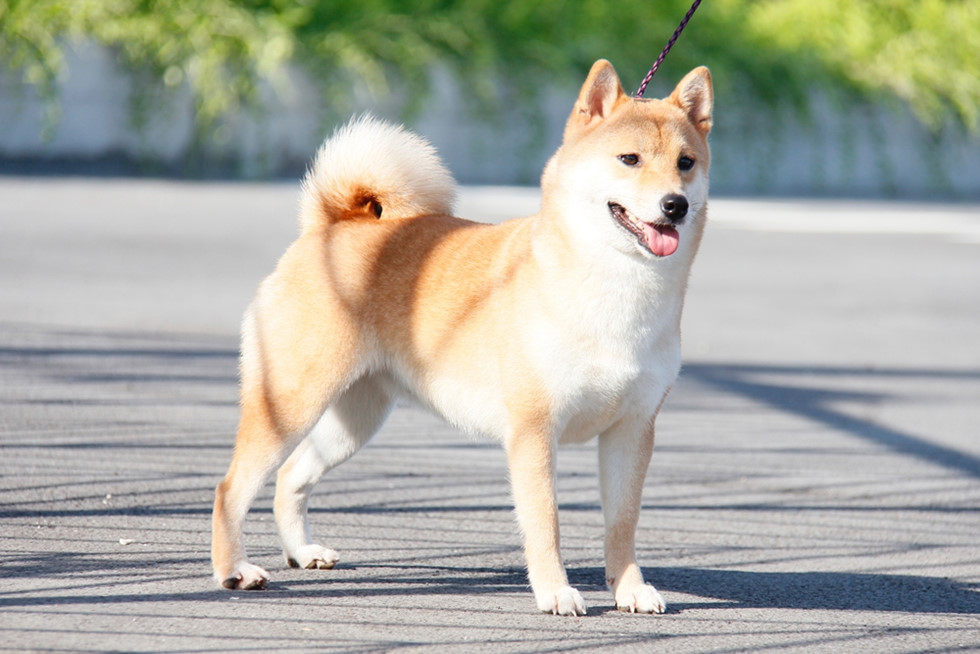 Bộ sưu tập hình ảnh đẹp của chú chó Shiba