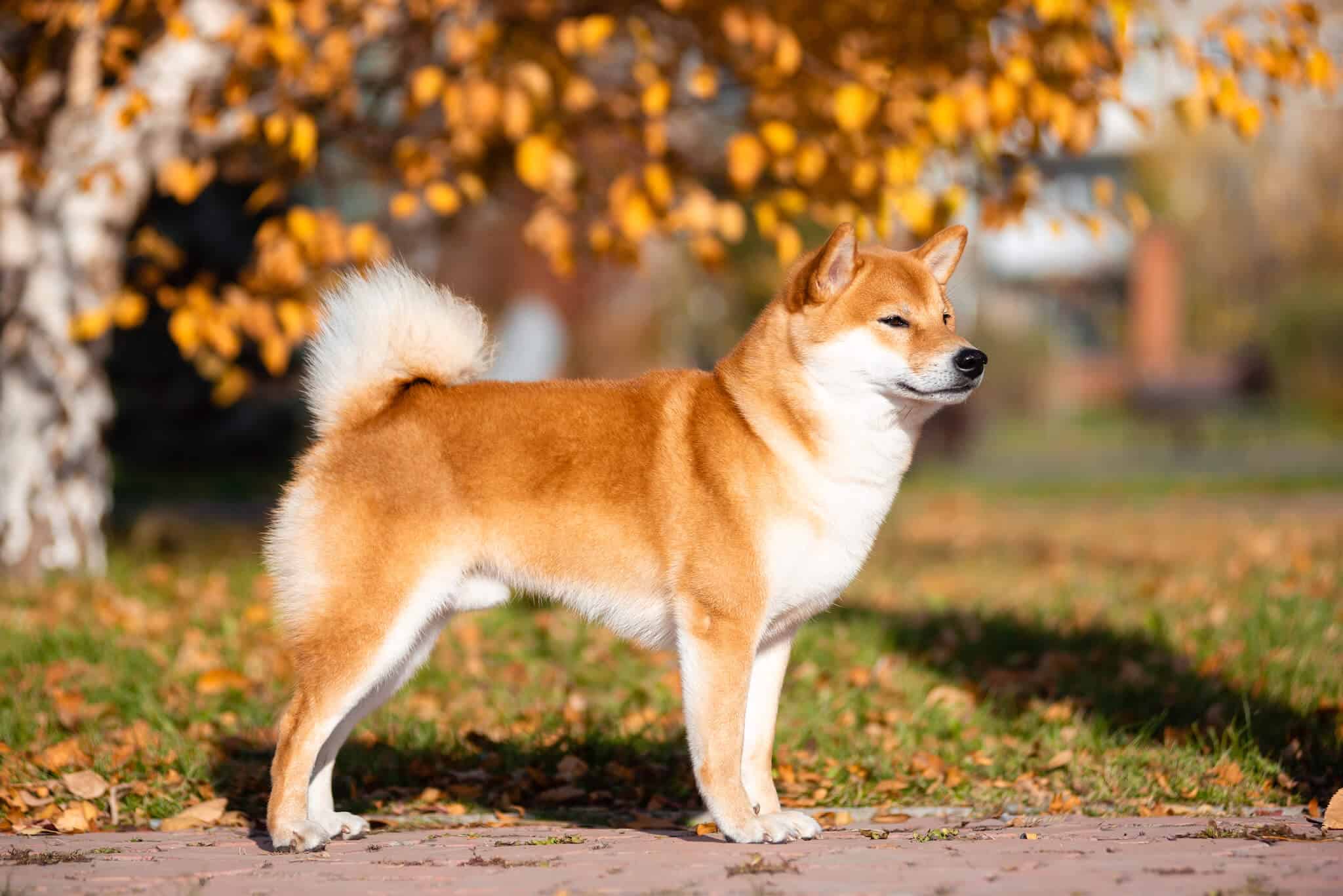 Bộ sưu tập hình ảnh đẹp của chú chó Shiba