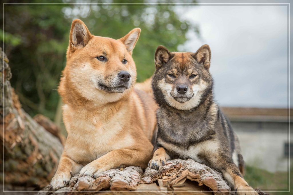 Bộ sưu tập hình ảnh đẹp của chú chó Shiba