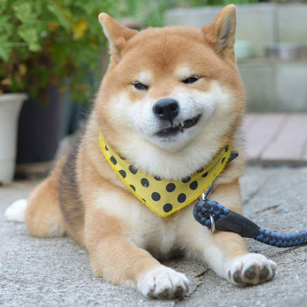 Bộ sưu tập hình ảnh đẹp của chú chó Shiba