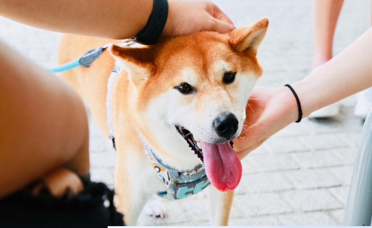 Bộ sưu tập hình ảnh đẹp của chú chó Shiba