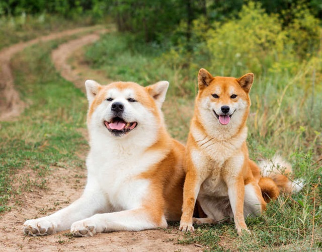 Bộ sưu tập hình ảnh đẹp của chú chó Shiba