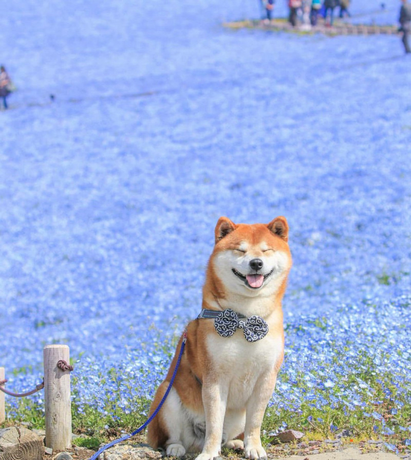 Bộ sưu tập hình ảnh đẹp của chú chó Shiba