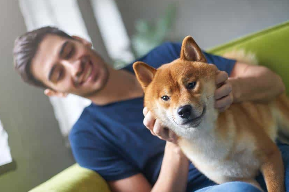 Bộ sưu tập hình ảnh đẹp của chú chó Shiba