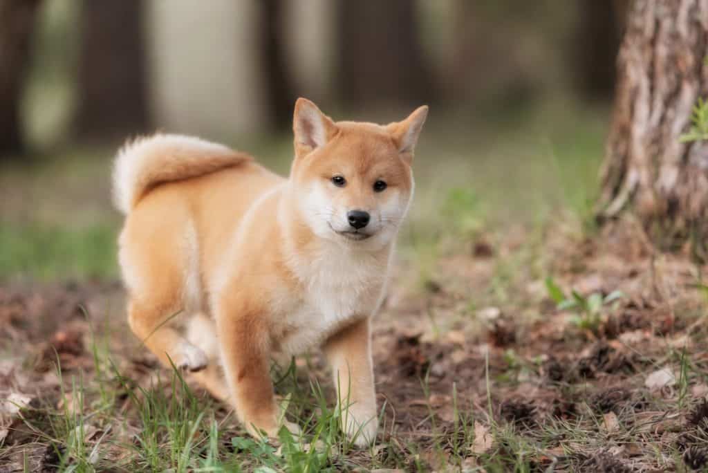 Bộ sưu tập hình ảnh đẹp của chú chó Shiba