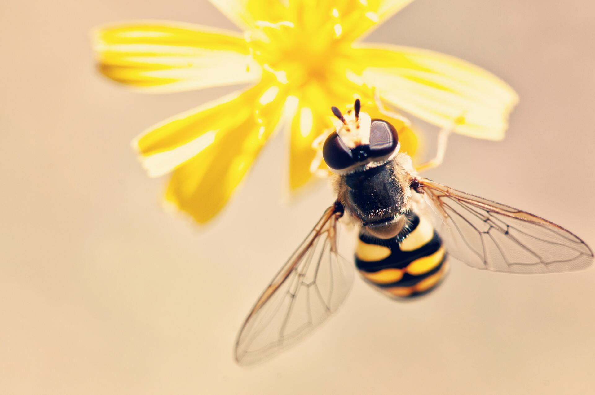 Mật ong: siêu thực phẩm và dược phẩm tự nhiên - BBC News Tiếng Việt
