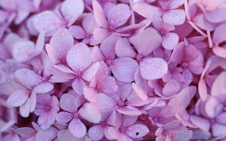 Hình ảnh hoa màu tím đẹp nhất | Free cliparts