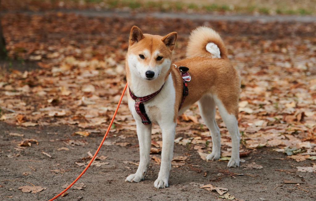 Bộ sưu tập hình ảnh đẹp của chú chó Shiba