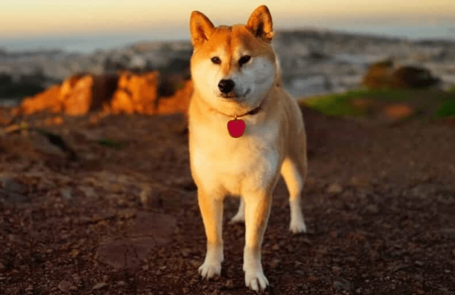 Bộ sưu tập hình ảnh đẹp của chú chó Shiba