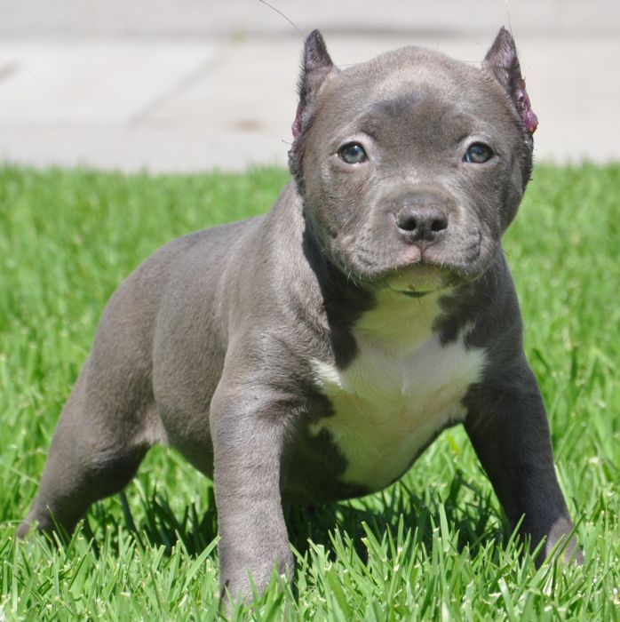 Bộ sưu tập hình ảnh chó Pitbull - Khám phá vẻ đẹp độc đáo