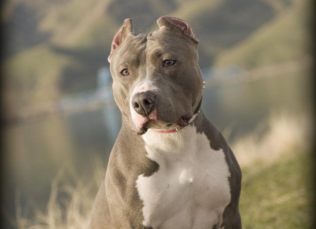 Bộ sưu tập hình ảnh chó Pitbull - Khám phá vẻ đẹp độc đáo