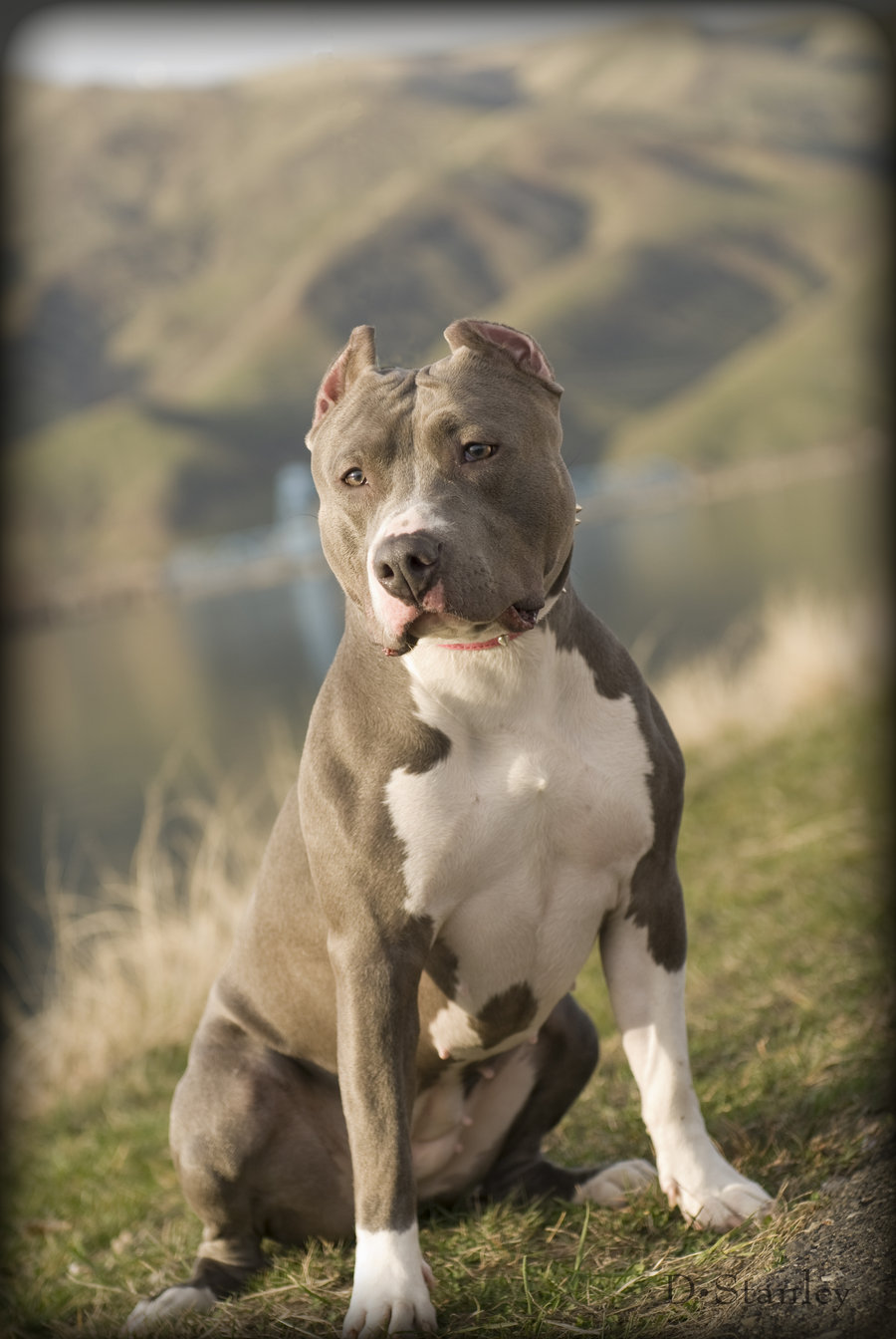 90.000+ ảnh đẹp nhất về Chó Pitbull · Tải xuống miễn phí 100% · Ảnh có sẵn  của Pexels