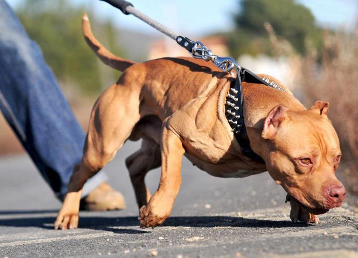 Bộ sưu tập hình ảnh chó Pitbull - Khám phá vẻ đẹp độc đáo