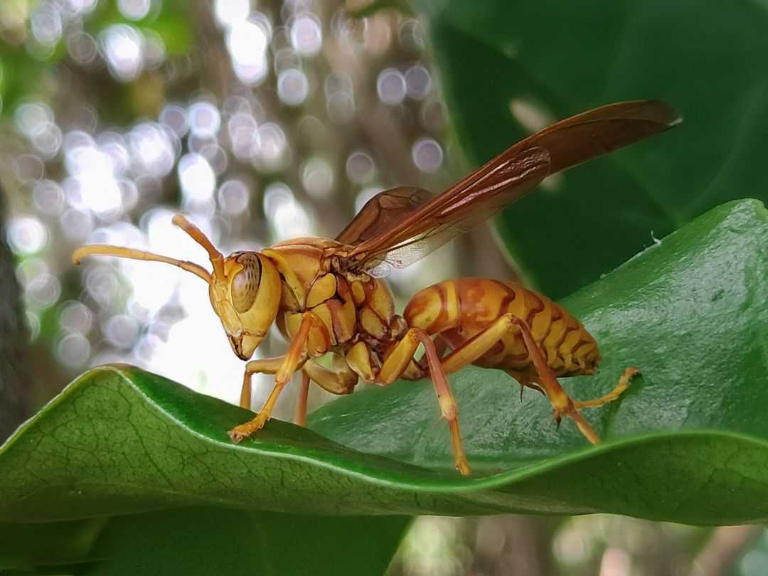 Ngắm vẻ đẹp tuyệt vời của con ong vàng