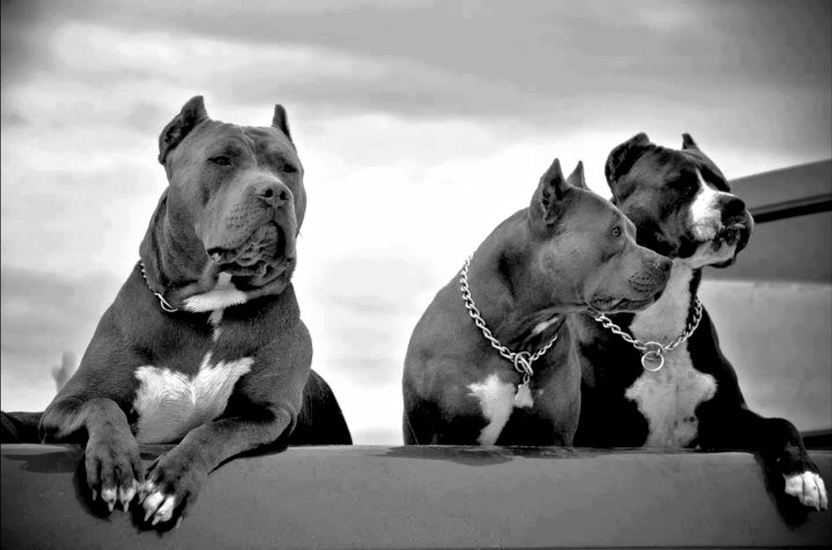 Bộ sưu tập hình ảnh chó Pitbull - Khám phá vẻ đẹp độc đáo