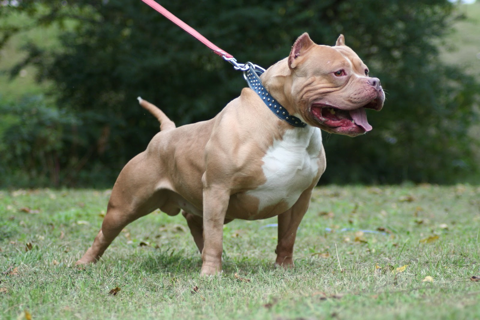 Bộ sưu tập hình ảnh chó Pitbull - Khám phá vẻ đẹp độc đáo