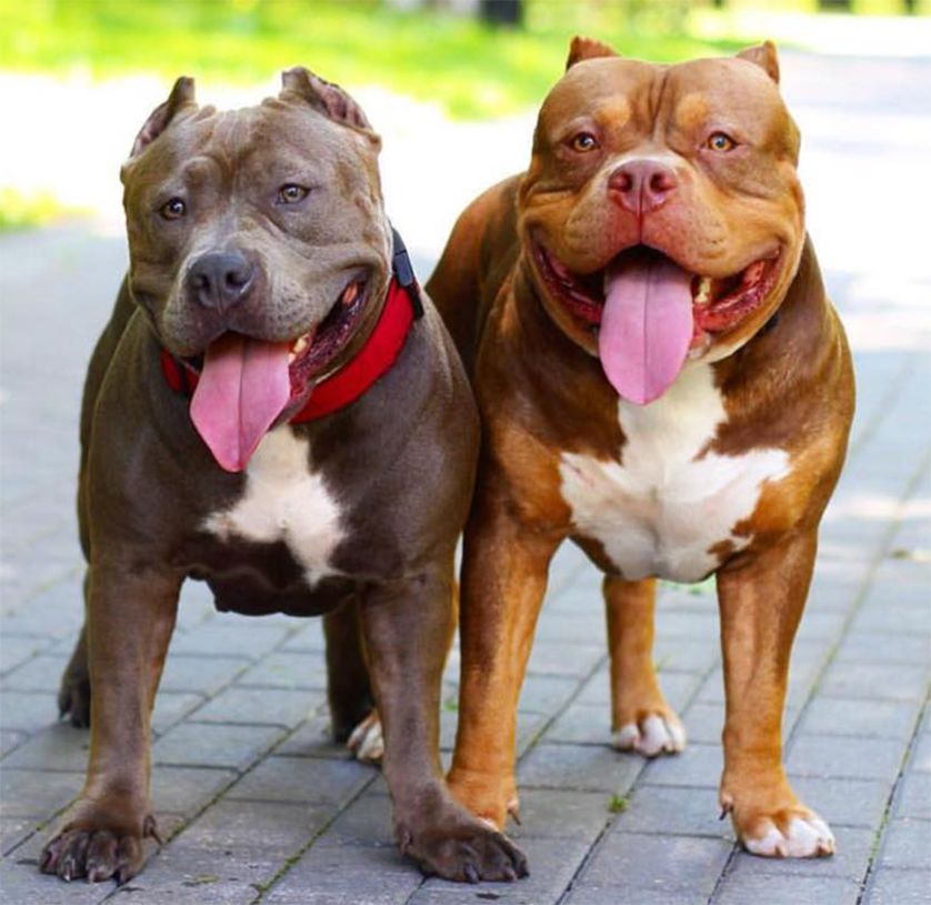 Bộ sưu tập hình ảnh chó Pitbull - Khám phá vẻ đẹp độc đáo